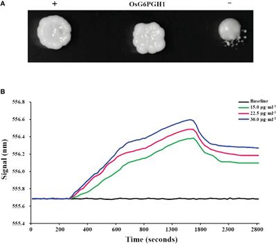 OsG6PGH1 affects various grain quality traits and participates in the salt stress response of rice